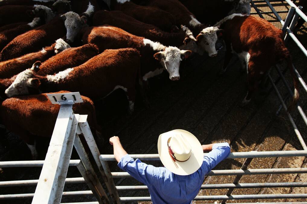 To reach the 26 per cent target would require a reduction of about 11 per cent in herd sizes by 2030.  Using today's herd sizes that would equate to about 3 million beef cattle. Photo: Peter Braig