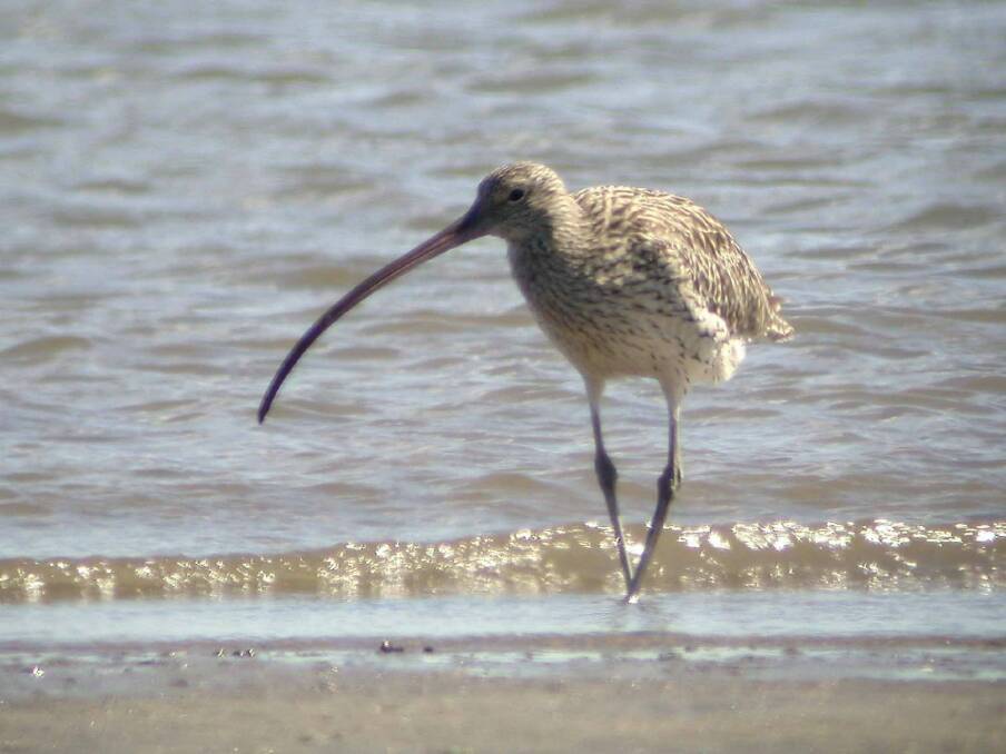 The Eastern Curlew one of the migratory seabirds threatened by the Cleveland's Toondah Harbour plans. Photo: Supplied