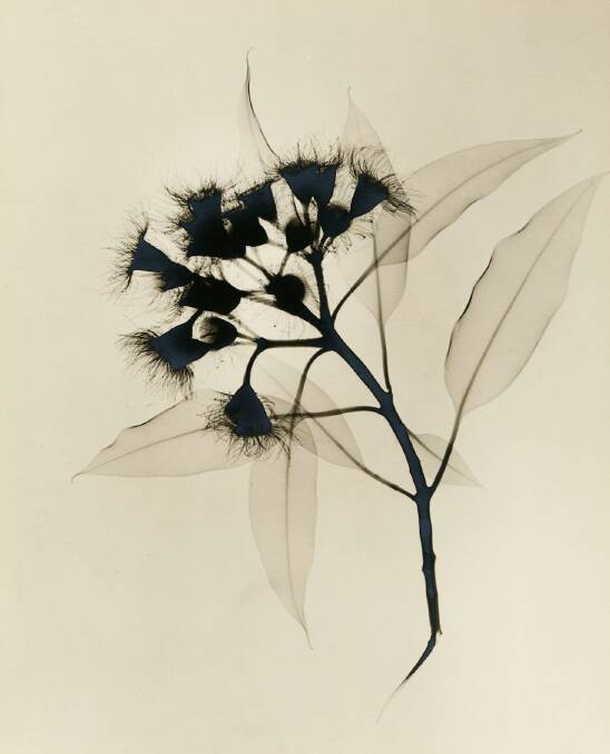 Dr Dain Tasker's Eucalyptus X-ray.  Photo: Joseph Bellows Gallery.