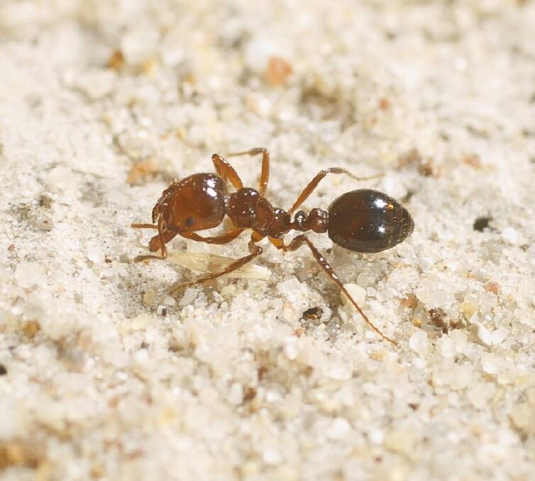 One of the species of imported ants that were seized. Photo: Department of Agriculture and Fi
