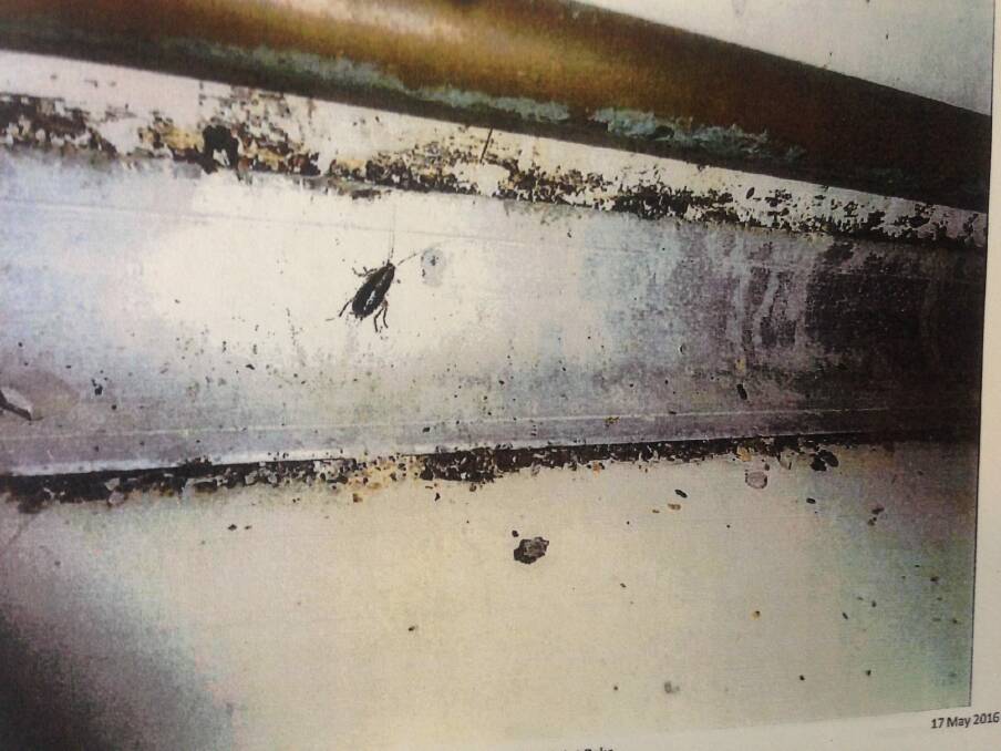 Photographs of the Hawker businesses food safety breaches. Photo: Supplied