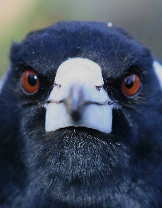 A magpie on Farrer Ridge - up close and personal. Photo: Chris Hastir