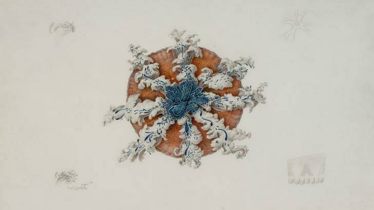 Charles-Alexandre Lesueur's Cassiopea forskalea (1804). Photo: Alain Havard - Ville du Havre