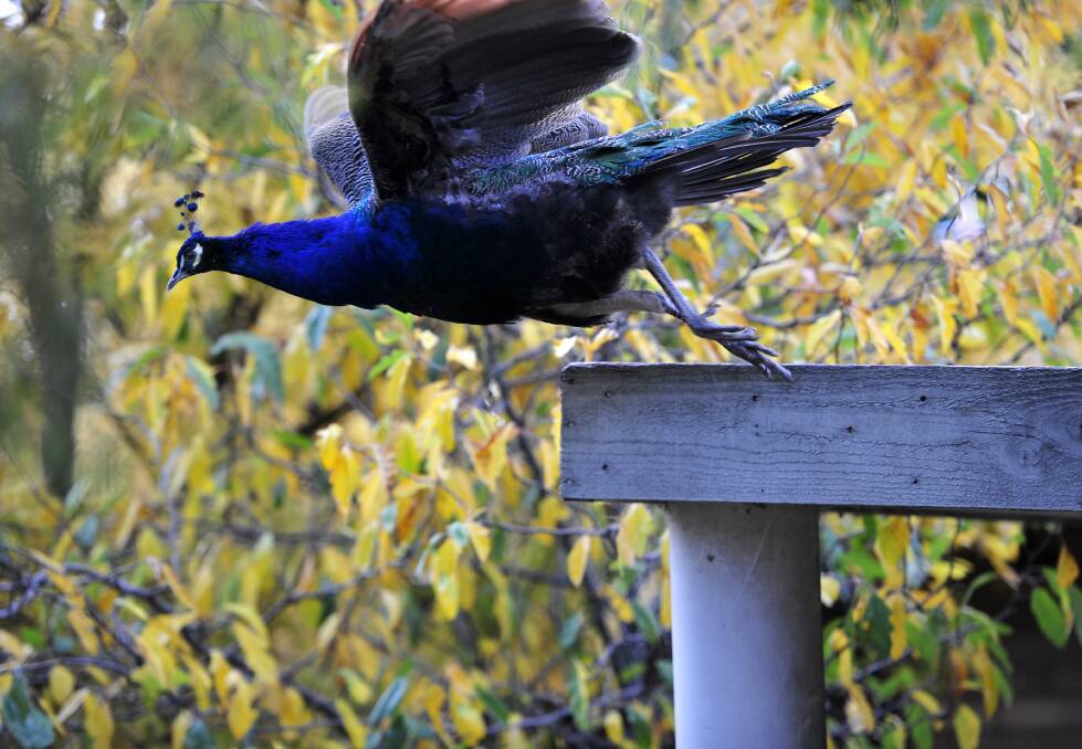 There have been several attempts to get rid of the peacocks. Photo: Melissa Adams