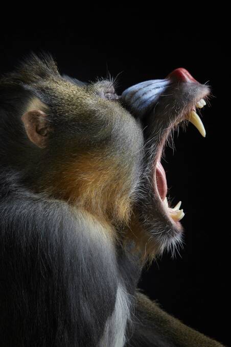 Mandrills and lemurs will be some of the taxidermy primates on show at the Queensland Museum. Photo: Queensland Museum