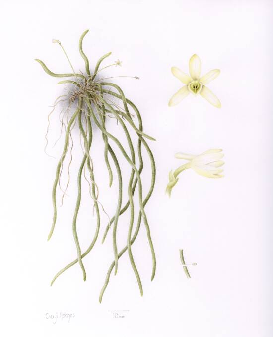 Cheryl Hodges’ illustration of the rediscovered orchid. Photo: Australian National Herbarium and Cheryl Hodges