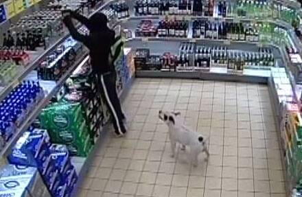 CCTV footage showed a man raiding the discount supermarket's alcohol aisle with the dog in tow. Photo: ACT Policing