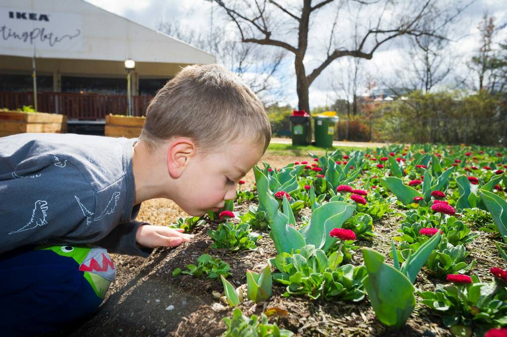 Rhys Whiteman, 5, smelling the flowers at Floriade opening day 2017.  Photo: Dion Georgopoulos