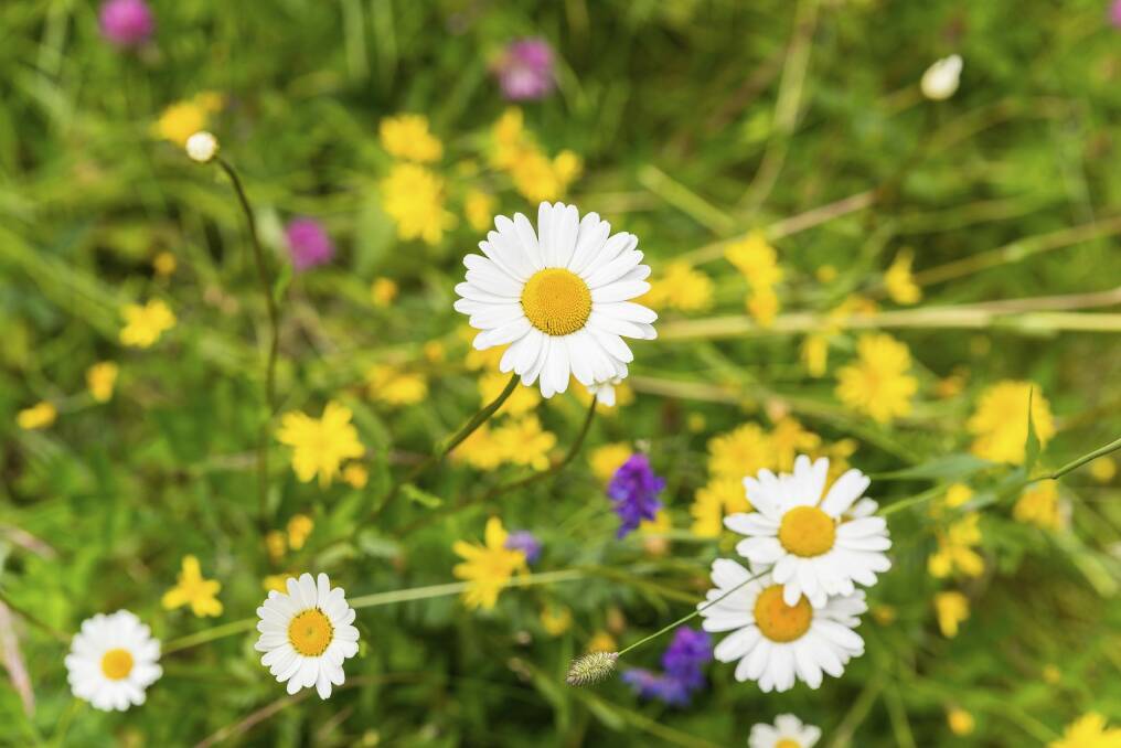 Daisies in a field of flowers herald spring is here. Photo: Yvonne Halvarsson