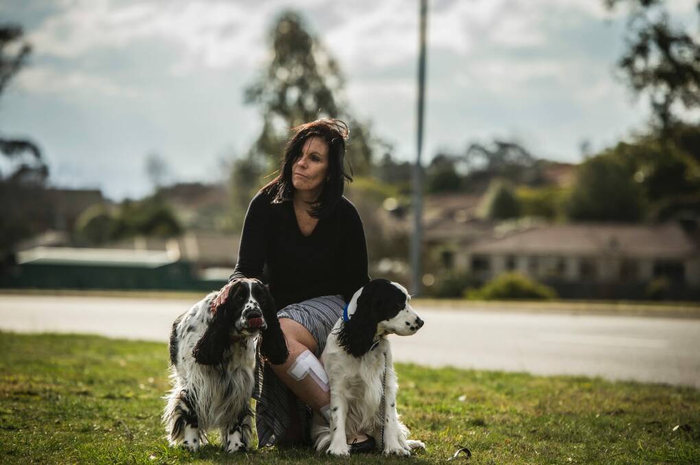 Banks woman Kerry Evans was attacked by a wombat while walking dogs Murphy and Pirate (pictured) in the suburban street of Tom Roberts Avenue in Banks, ACT. Photo: Karleen Minney