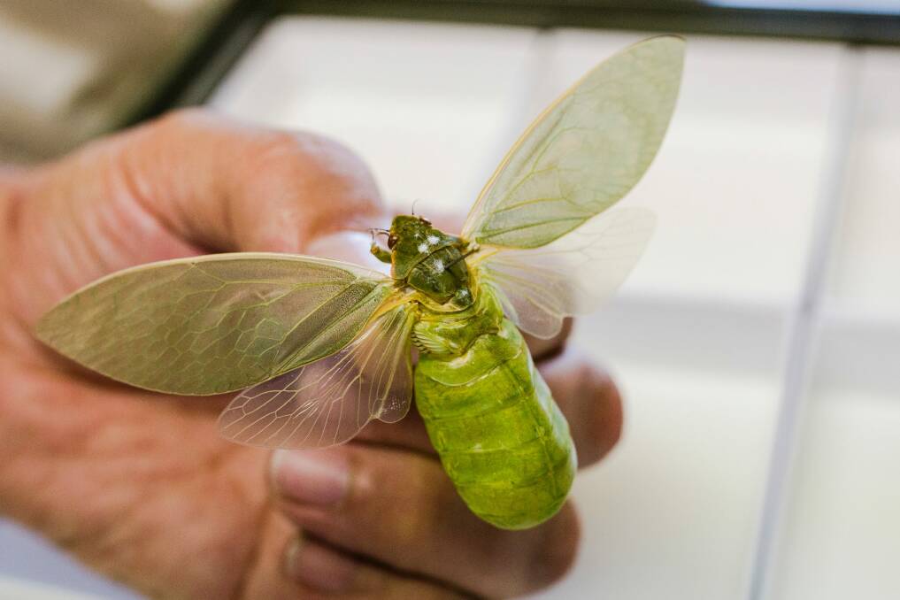 This rare discovery will join the 12 million other insect specimens stored in the CSIRO's Australian National Insect Collection Photo: Jamila Toderas