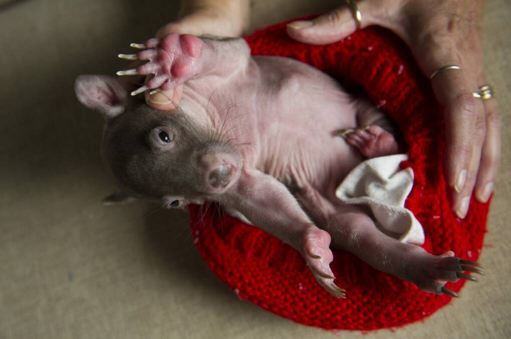 Jack the baby wombat. While baby wombats are cute, they can be ferocious when they grow up.  Photo: Jay Cronan
