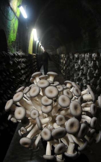 Shimejii mushrooms in the former railway tunnel in Bowral. Photo: Graham Tidy
