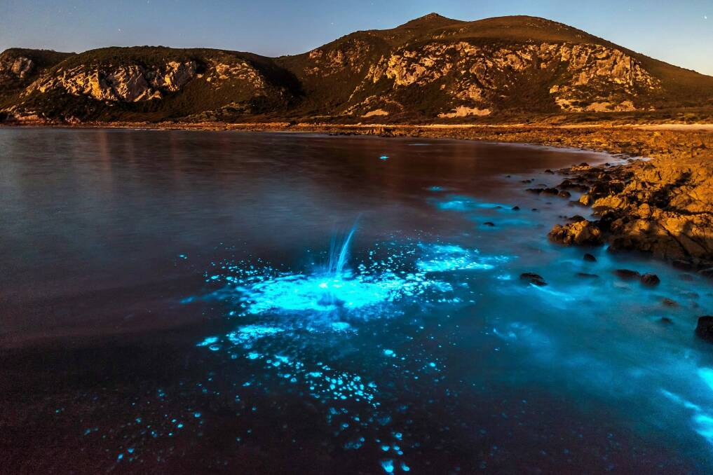 Algal bioluminescence captured on film in Tasmania. Photo: Leanne Marshall
