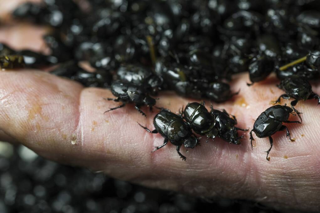 Some of the dung beetles that John Feehan distributes widely.
 Photo: Rohan Thomson