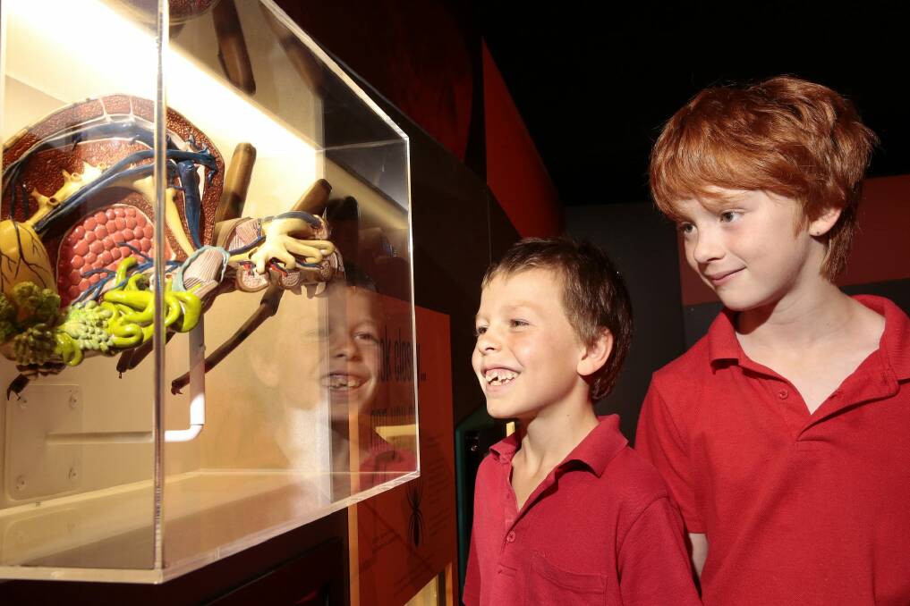 Mount Rogers Primary School students Harry Murray, left, and Jake Pegg study an anatomy model at the Spiders exhibition.   Photo: Jeffrey Chan