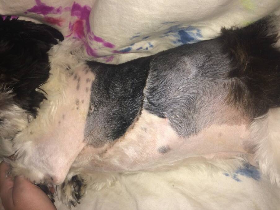 Oreo received broken ribs, a punctured lung, internal bleeding and flesh wounds from the dog's teeth. Photo: Supplied