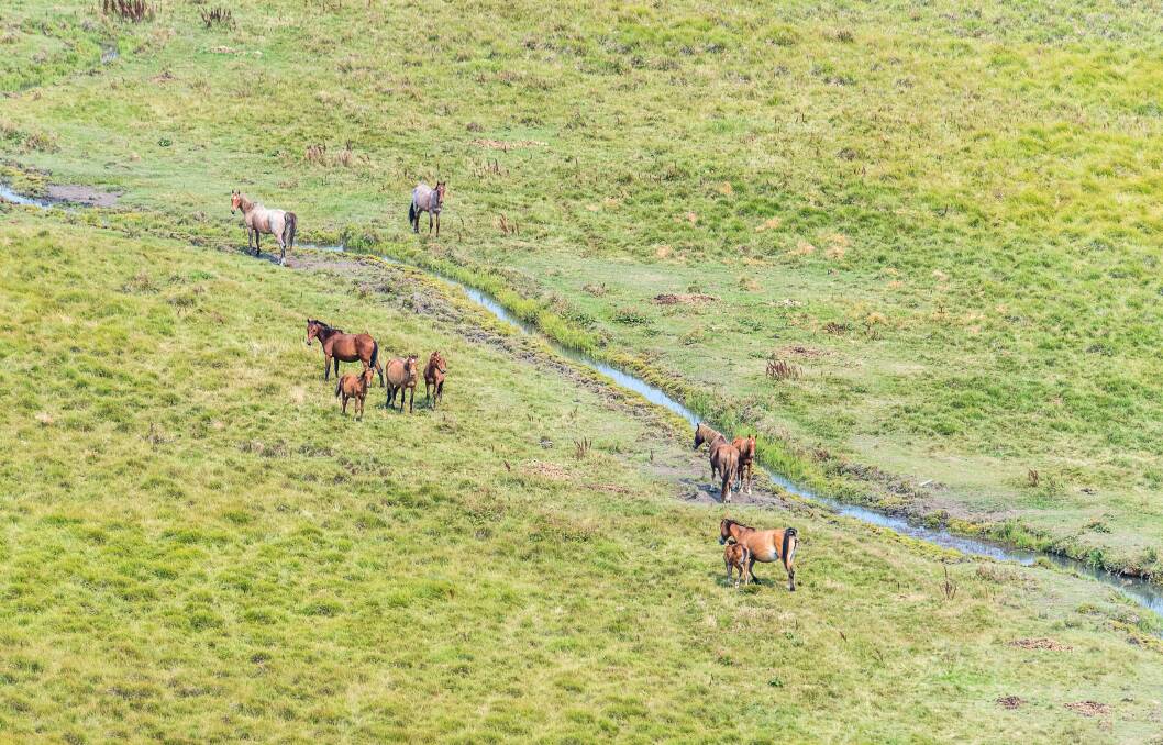 Feral horses on the Currango Plain in the Kosciuszko National Park, just a few kilometres from the ACT border. Photo: Justin McManus