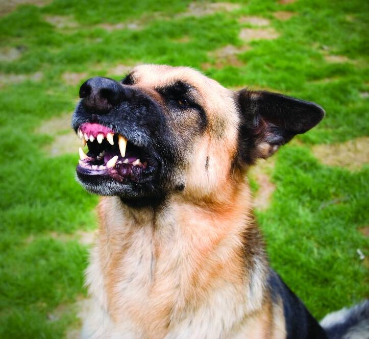 New legislation will introduce $14,000 fines or one year in prison for owners involved in serious dog attacks.