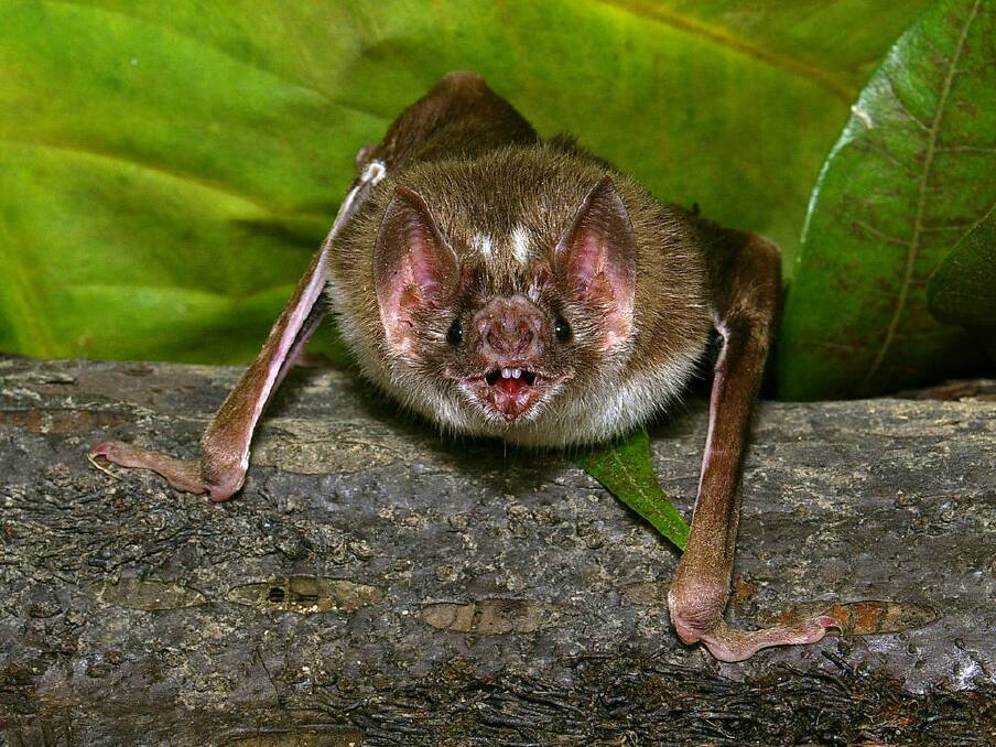 Vampire bat. Photo: AFP/Pascual Soriano