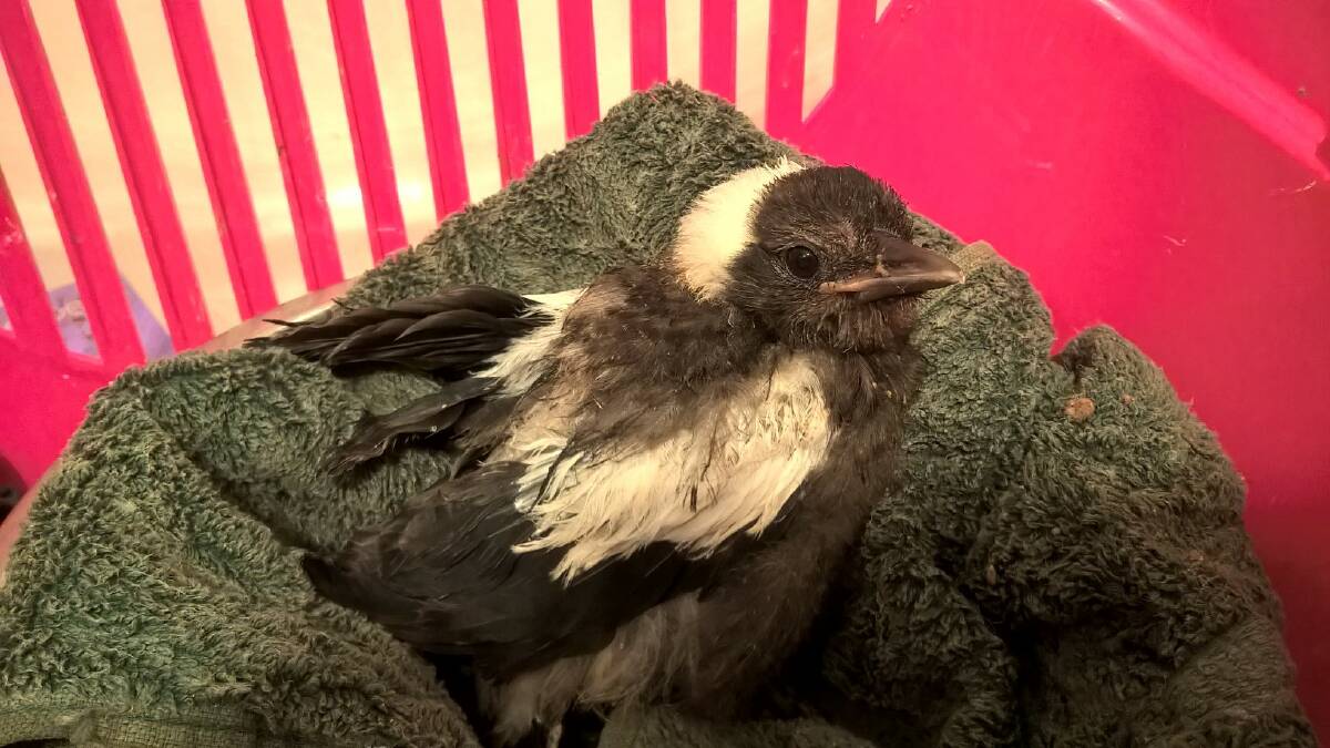 Concerned Canberrans are coming to the rescue of baby magpies that don't actually need rescuing.  Photo: Kate Hallett