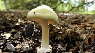 Authorities have issued a warning over Death Cap mushrooms.