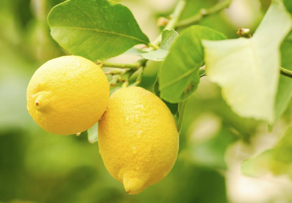 This week I'm picking the fattest lemons. Photo: iStock