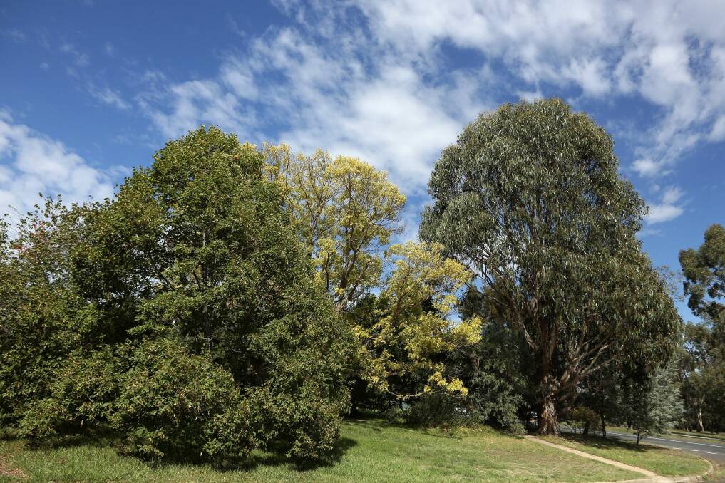 Canberra lost more than 10 per cent of its canopy cover between 2009 and 2016. Photo: Jeffrey Chan
