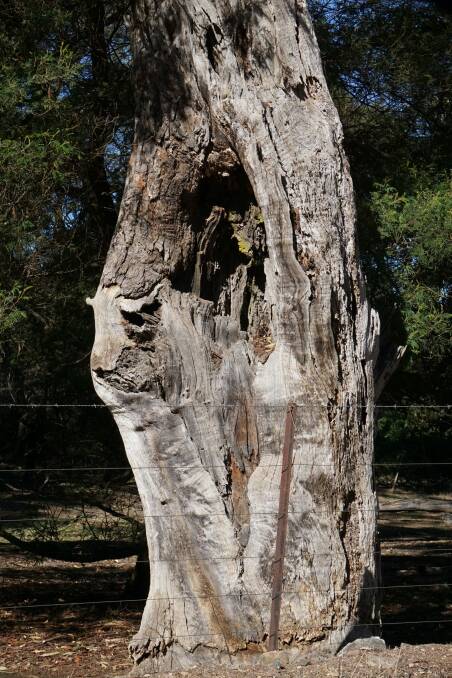 Can you see the cat's face in this tree stump near Bungendore? Photo: Bill Crowle