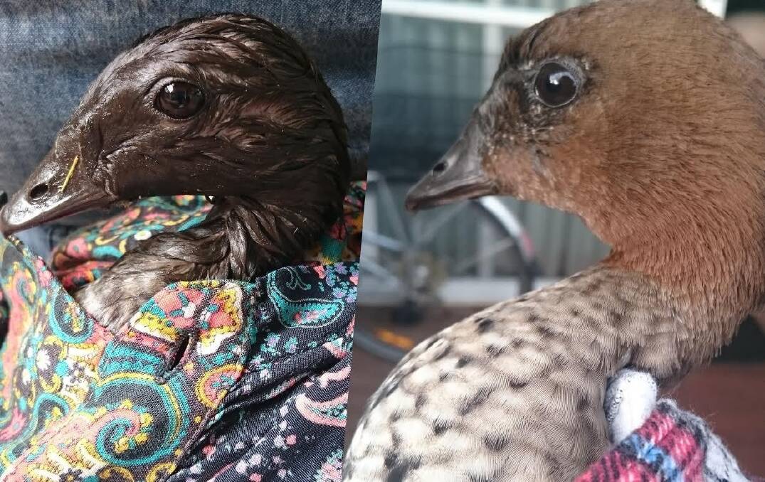 Before and after: The rescued wood duck. Photo: Jana Randell