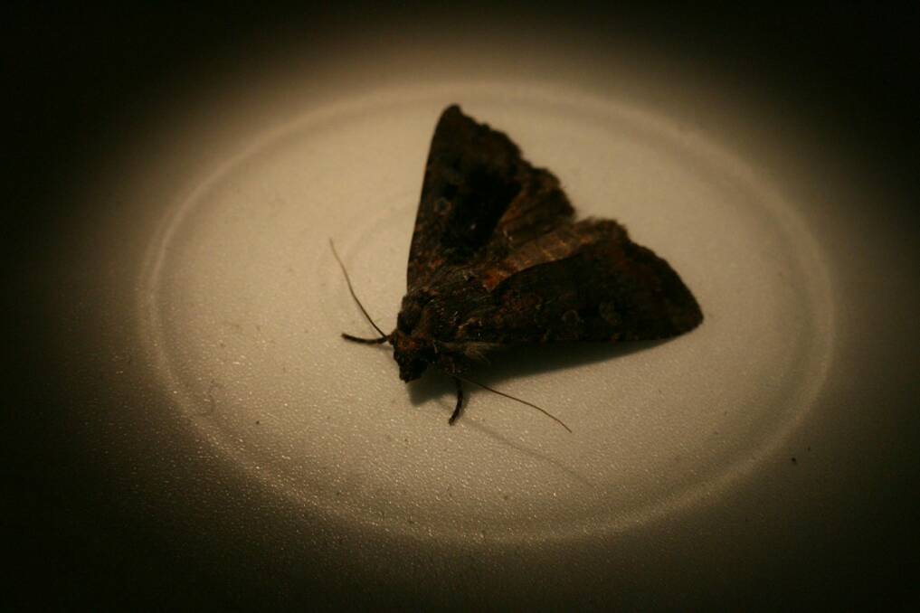 Fare thee well: Fewer bogong moths may be flying through your living room this spring. Photo: Peter Rae