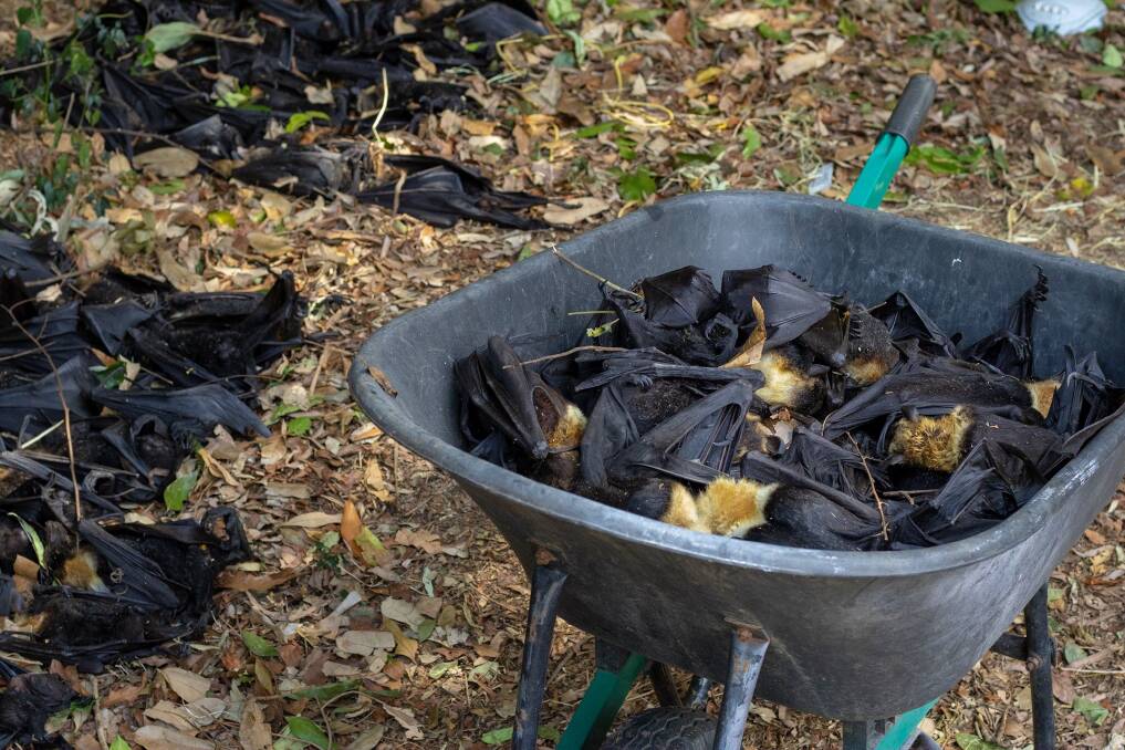 At one camp alone, volunteers found 11,000 flying foxes dead. Photo: David White