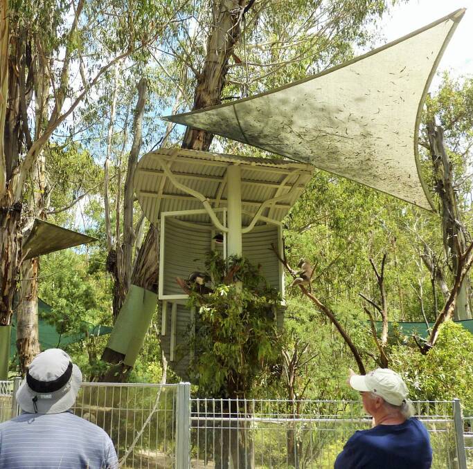 Where in Canberra? Last week. Helen Dyer, of Carwoola, correctly identified this photo as the koala enclosure in the "eucalypt forest'' at Tidbinbilla Nature Reserve. Photo: Tim the Yowie Man