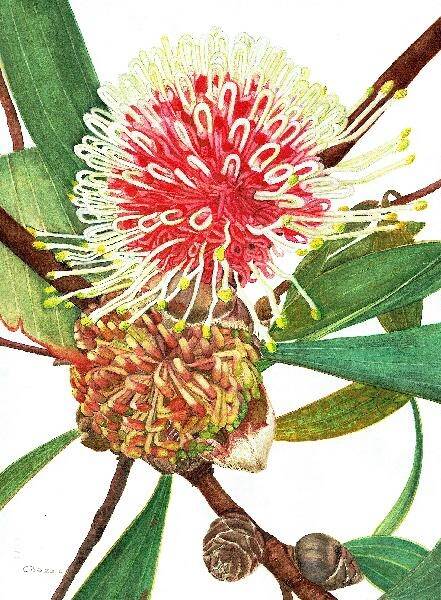 Hakea Laurina by Cornelia Buchan-Osmand from Canberra Botanical at Nishi Gallery. Photo: Supplied