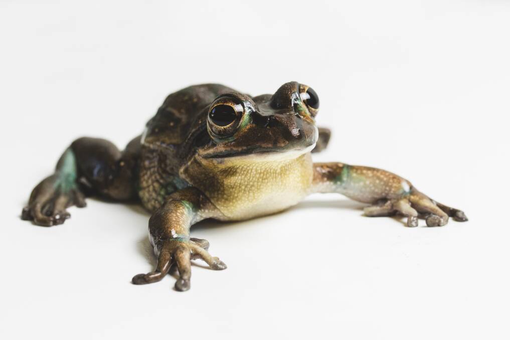 An endangered Green and Golden Bell Frog, now extinct in the wild in the ACT. Photo: Jamila Toderas