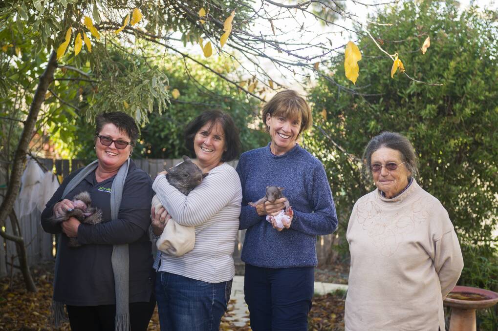 Wildlife carers Tabitha Plovits, Lindy Butcher, Kathryn Allen, and Erika Guenther. Photo: Dion Georgopoulos