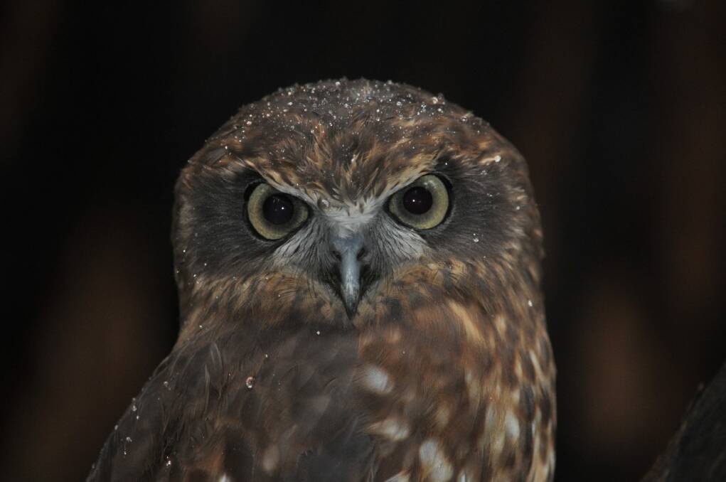 Raindrop-bespangled Boobook Owl. Photo: Rod Macleod