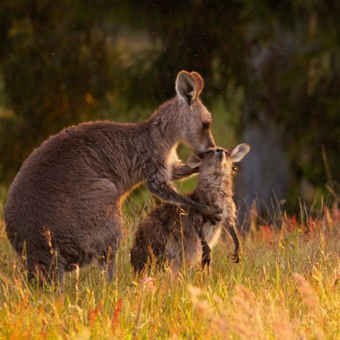 Kangaroo cull opponents plan to hold a protest outside court in Canberra on Wednesday. Photo: Greg Stooley
