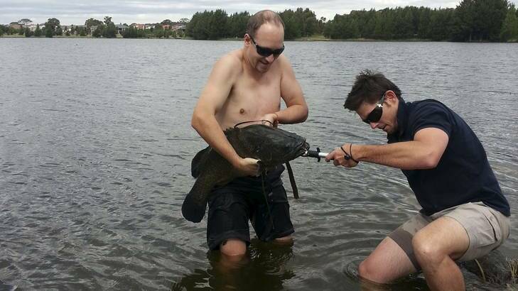 Joshua Campbell and Ben Broadhurst with the 11kg Murray Cod caught at Yerrabi Pond at Gungahlin. Photo: Supplied
