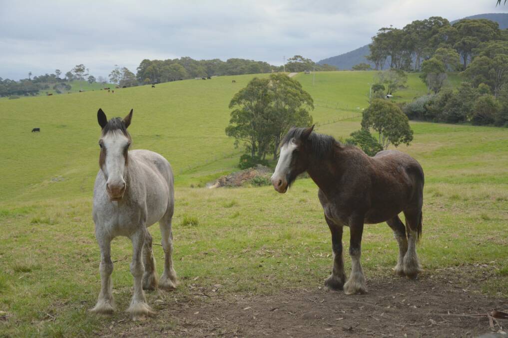The Jones’ two Clydesdales, Aussie and Christmas, will keep you amused for hours at Tilba Lake Camp. Photo: Tim the Yowie Man