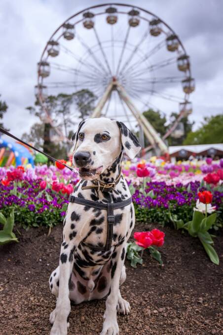 Dogs' Day Out at Floriade will be on Sunday, October 14 with a super hero dress-up theme. Photo: Supplied