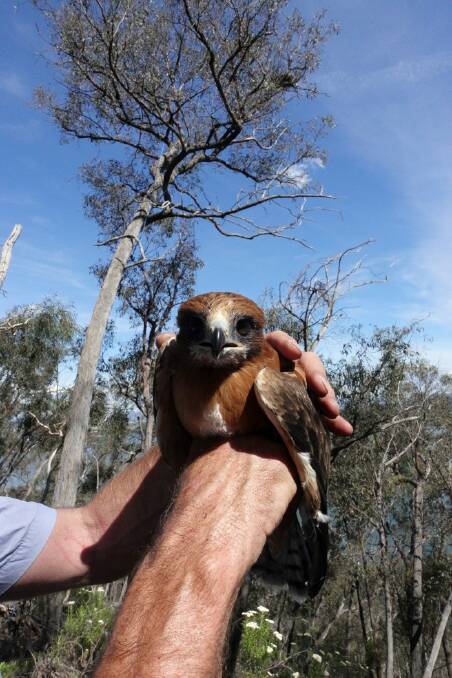 One of four little eagle chicks reared during a record breeding season in the ACT.  Photo: ACT Government