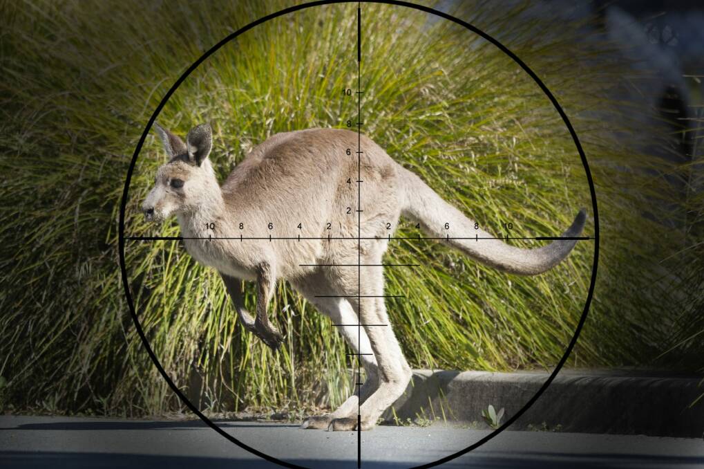 ACT Government has confirmed it will cull Eastern Grey Kangaroos before July 2017. Photo: Jay Cronan