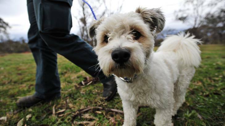 Pet owners are being urged to be on the look out for paralysis ticks on domestic animals this season. Photo: Jay Cronan