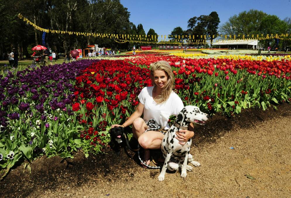 Chynna Marston of Crace with her dogs 10-month-old Tuffie McPuggles and Dollie the Dalmatian enjoy Floriade's Dogs Day Out. Photo: Melissa Adams