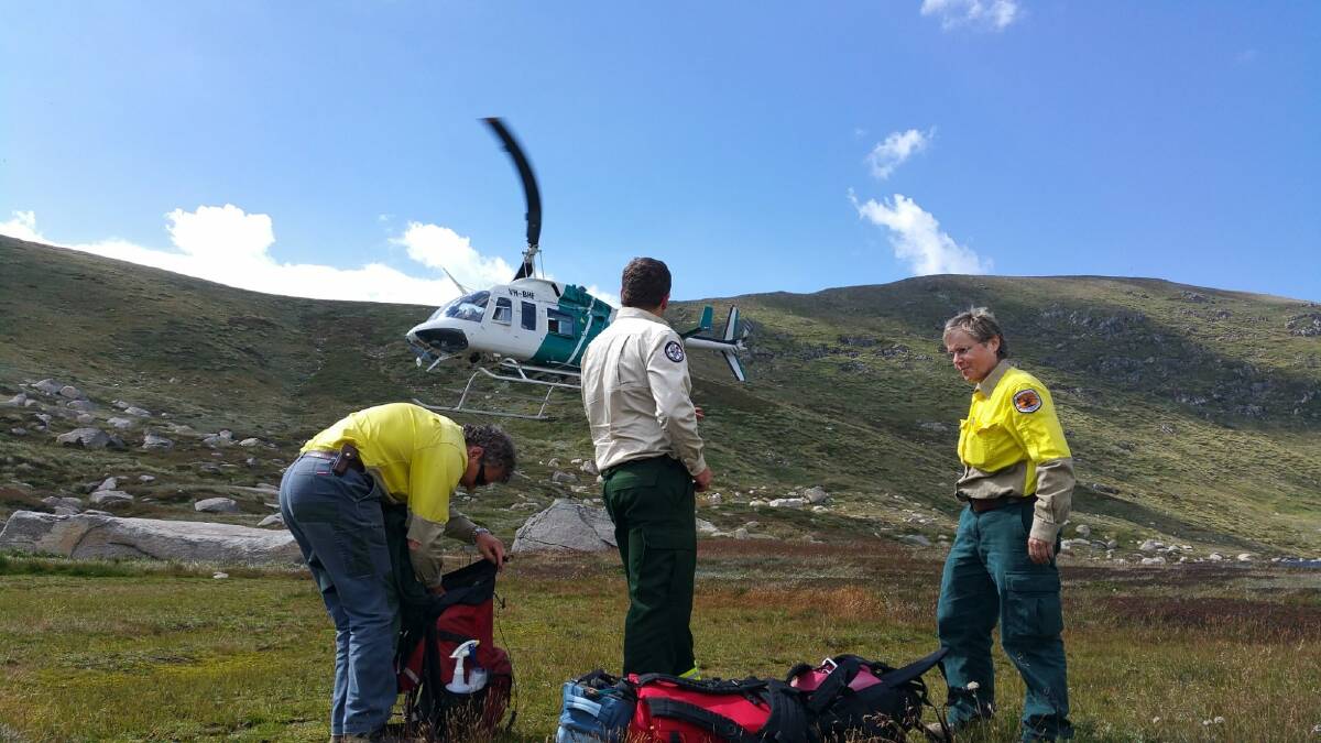 Members of the hawkweed search team dropped in high country.  Photo: ACT Parks and Wildlife