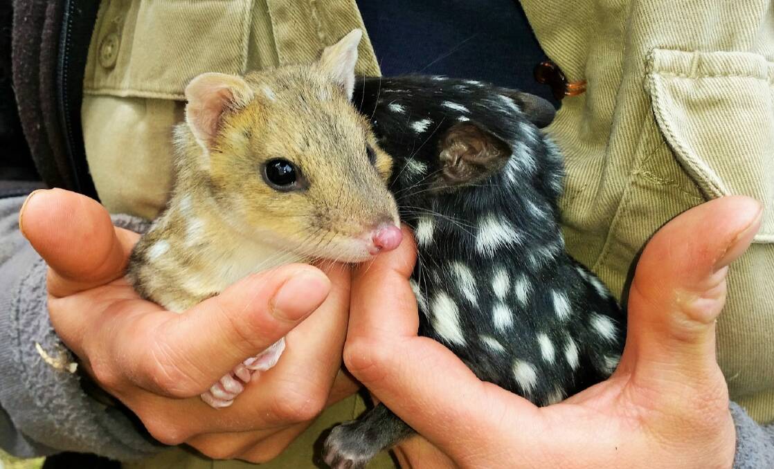 Eastern quolls at wildlife sanctuary Devils at Cradle in Tasmania, the source of the mammals for the mainland. Photo: Devils@Cradle