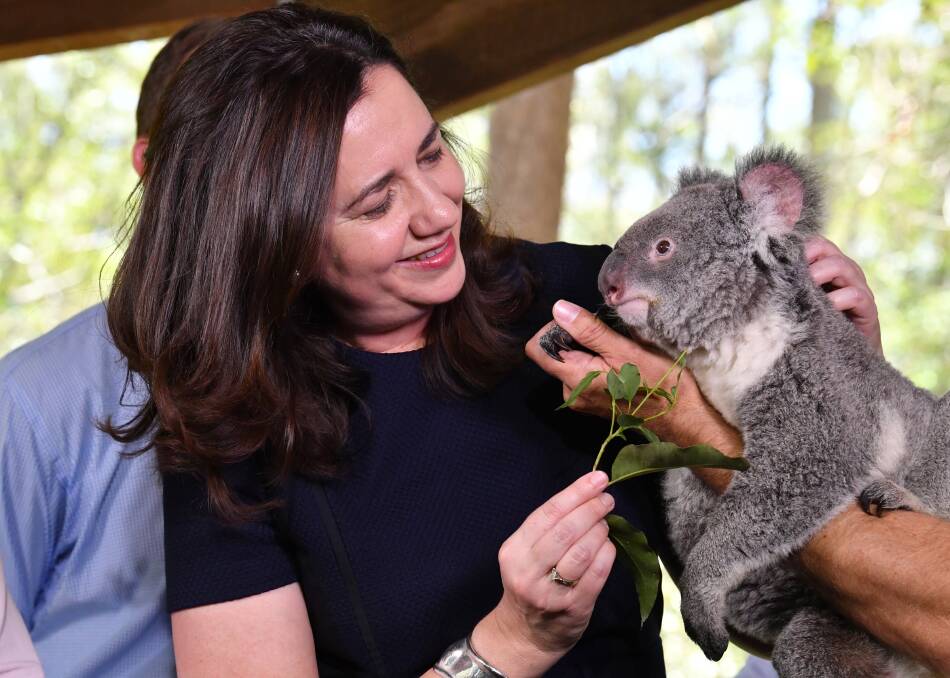 Queensland Premier Annastacia Palaszczuk with Nala the koala at Daisy Hill during the 2017 election campaign. Photo: AAP