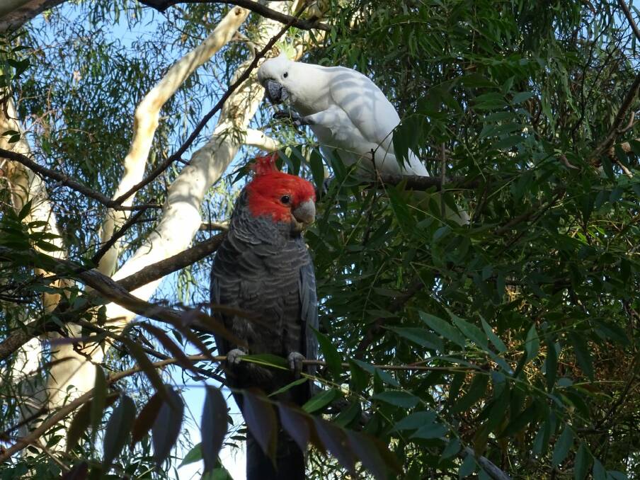 Two contrasting cockatoos in a Pearce garden.  Photo: Tony May