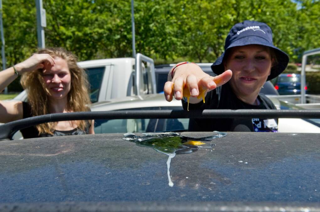 Michelle Cooper tries to cook an egg on the roof of Alison McGregor's car.  Photo: Jay Cronan